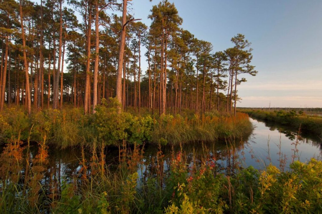 Yawkey Foundation donates hundreds of wildlife acres to SCDNR to protect in perpetuity, adding to Yawkey Wildlife Center