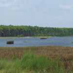 Yawkey Wildlife Center Featured on Discoversouthcarolina.com