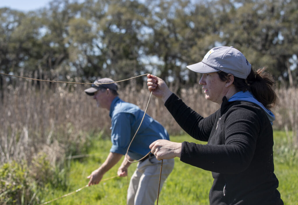 Researchers wrangle 12-foot gator on expedition into Tom Yawkey Wildlife Center