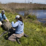 World’s longest-running alligator study