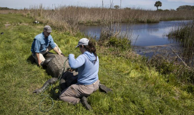 World’s longest-running alligator study