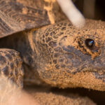 Reptiles of Yawkey