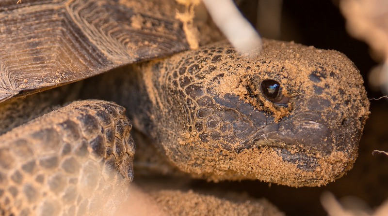 Reptiles of Yawkey